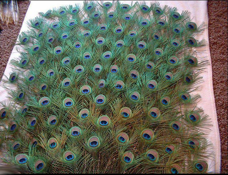 10PCS Real Natural Peacock Tail Eyes Feathers Wedding Festival Party Home Decor