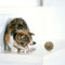 Pet Cat Natural Catnip Treat Ball Home Chasing ys Healthy Edible Treating Re