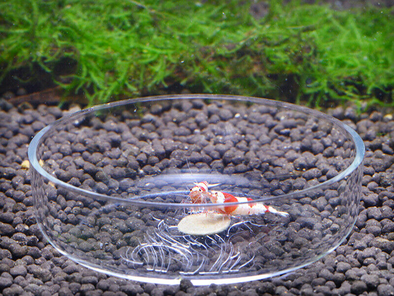 Shrimp Feeding Plate + Planaria Worm Glass Trap Flats And Leeches For Fish And