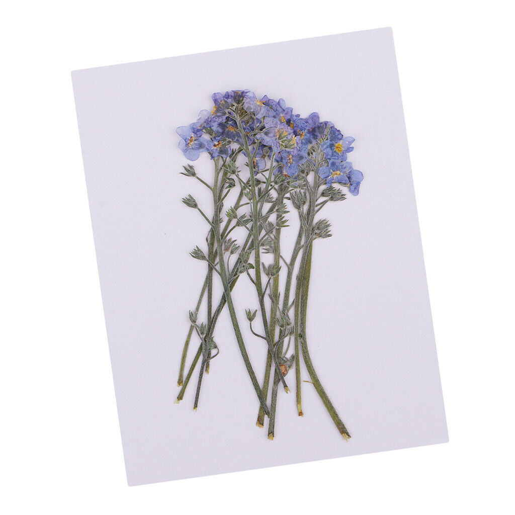10Pcs Pressed   Press Dried Flower Real Dried Flower Plant Specimen