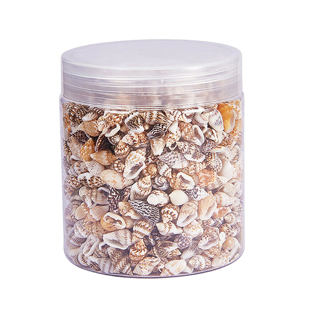 Boxed Natural  Mixed Beach  Conch Shells Perfect Accents For Candle Making, Home