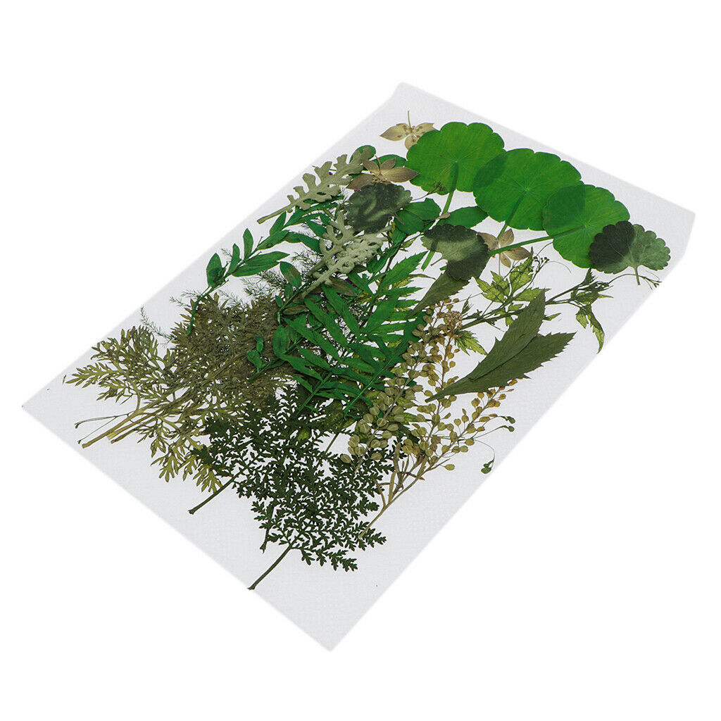 2pcs Real Dried Flowers Leaves DIY Scrapbooking Card Making Floral Crafts