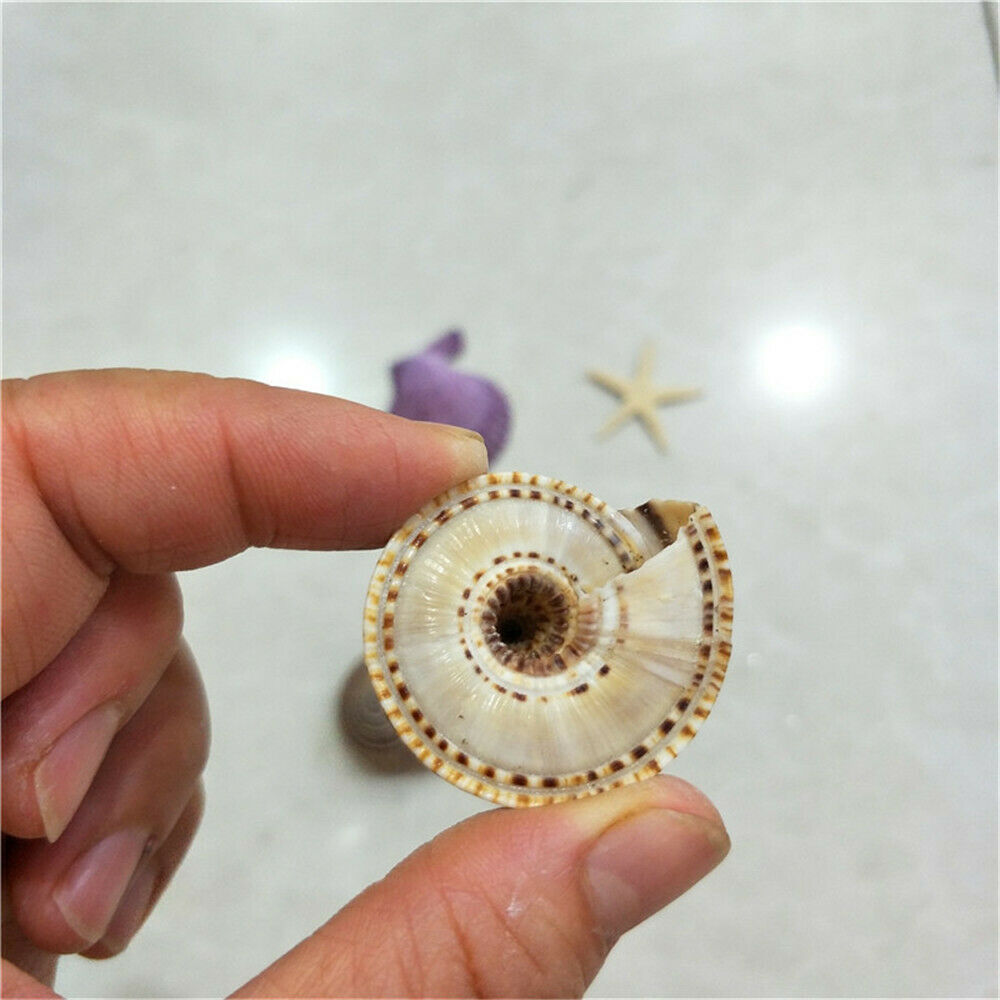 4pcs Natural Spiral Seashell Striped Shell Conch Aquarium Nautical Decor 35-40mm