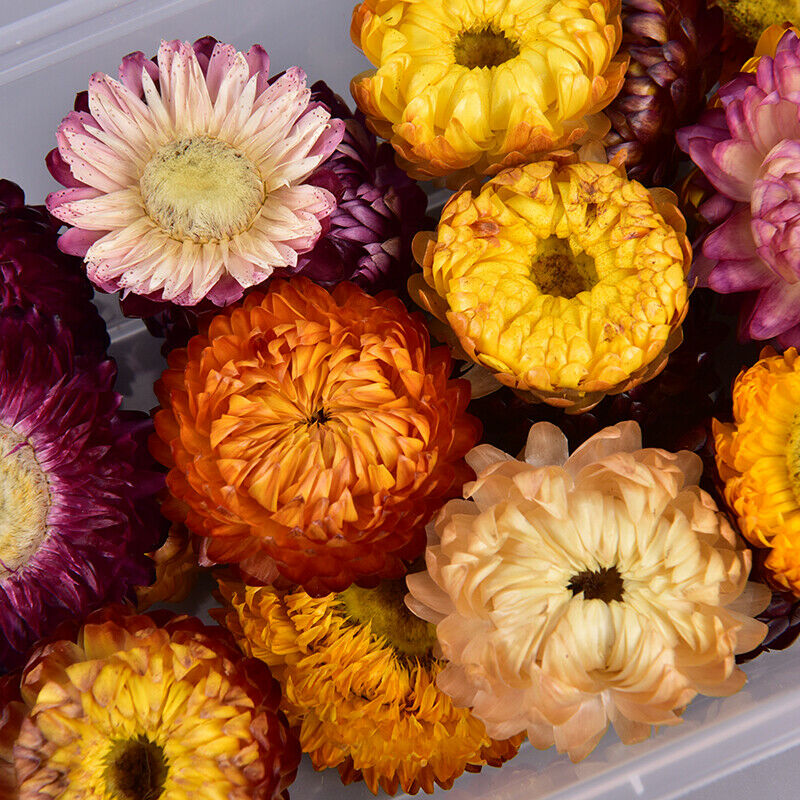 1Box Natural Colorful Chrysanthemum dried Flower heads Craft DIY Accessor.l8