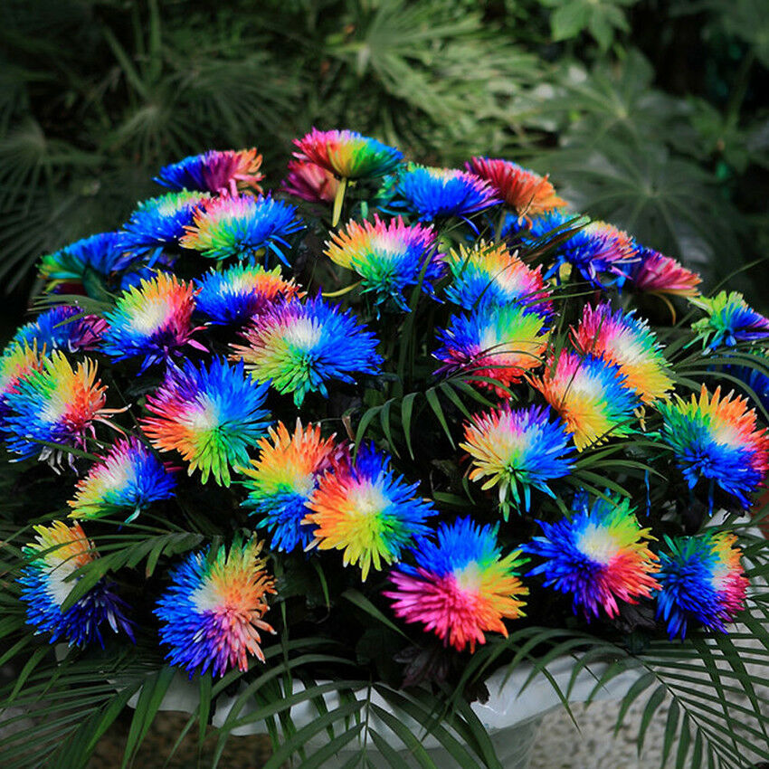 100pcs/bag Rainbow Daisy Flores Chrysanthemum Plants, Bonsai Flower Plant