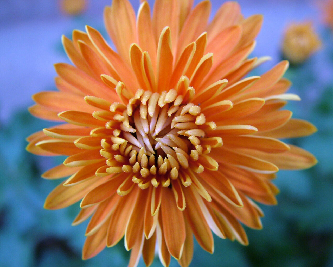 50 PCS Flowers Seeds Korean Orange Chrysanthemum Perennial Plant Home Garden
