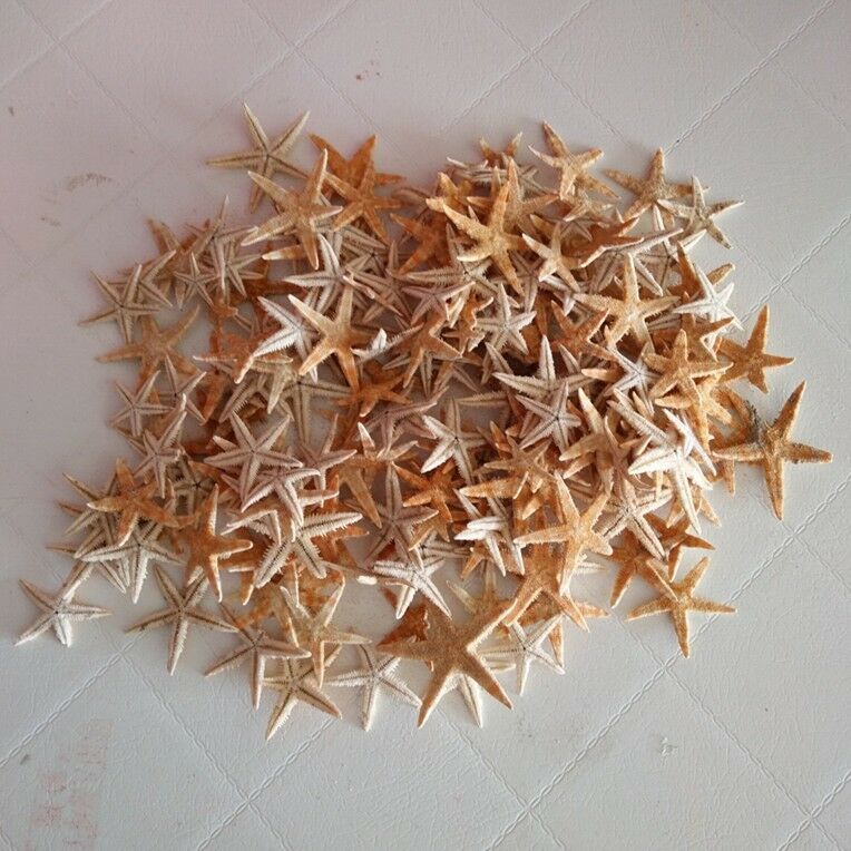 20pcs Starfish Wooden Shape Craft Embelishments Plywood Ornament Garden Decorati