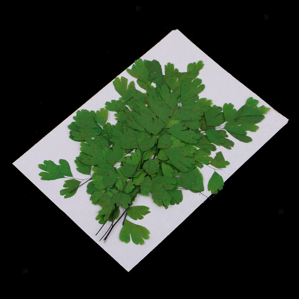 12Pcs Rock Fern Leaves Pressed Press Dried Flower Real Dried Flower Plant