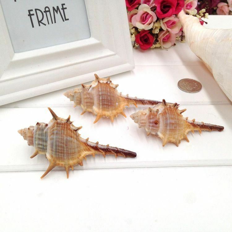 5 pcs Seashell Spiral Shell Conch Ornament Murex Troscheli Nautical Decor 6-10cm