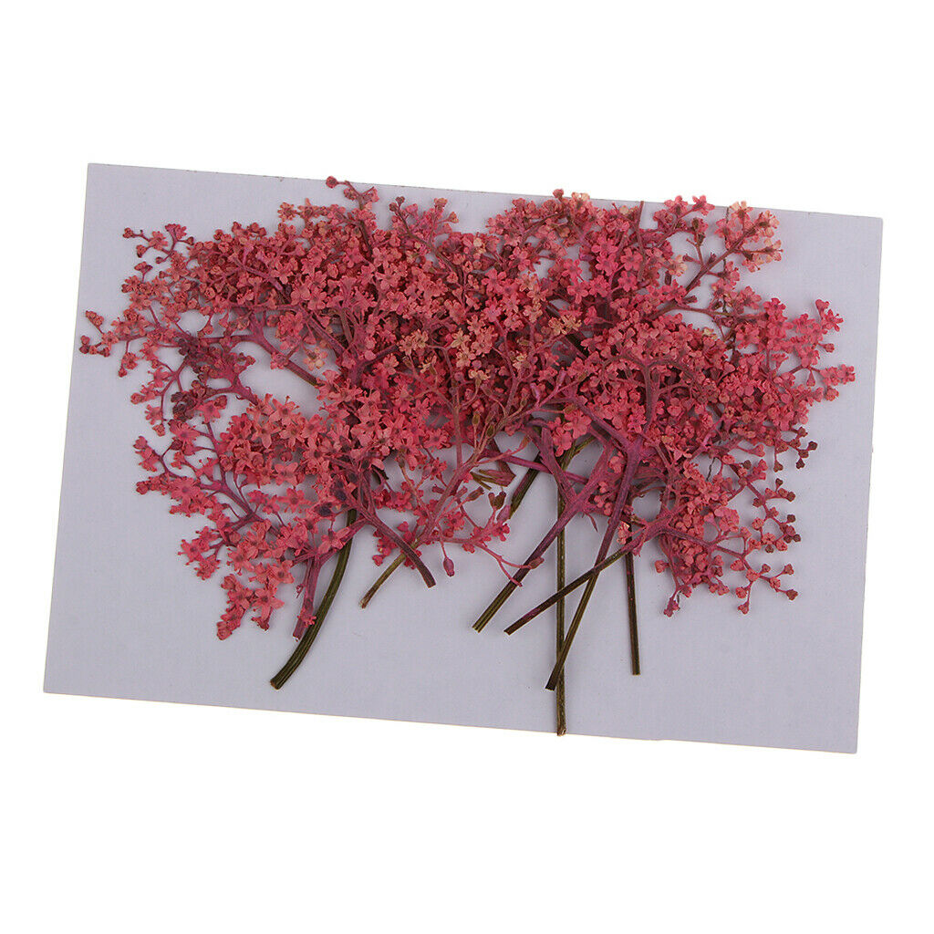 12x Natural Pressed Real Dried Flower for Card Making Decoration Pink