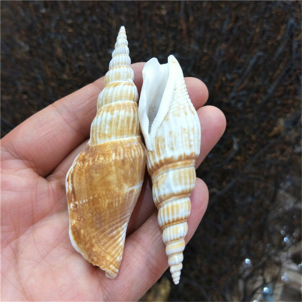 10pcs Natural Seashell Spiral Shell Conch Sea Snail Aquarium Crafts Decor 6-9 cm