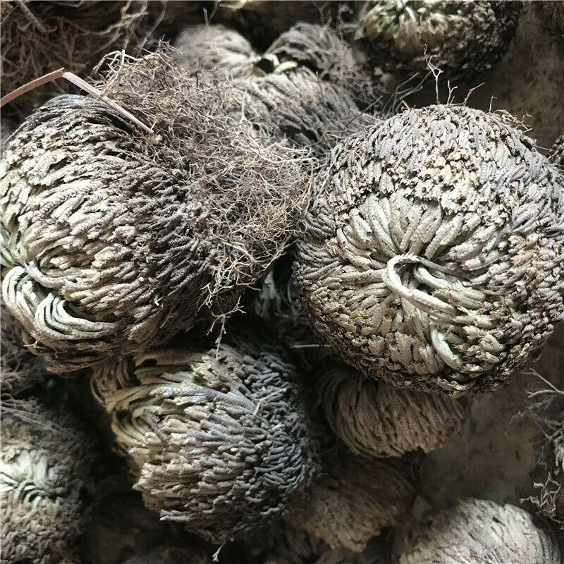 7-10cm Dried Flower Magic Resurrection Plant Air Fern Selaginella Moss Decor DIY