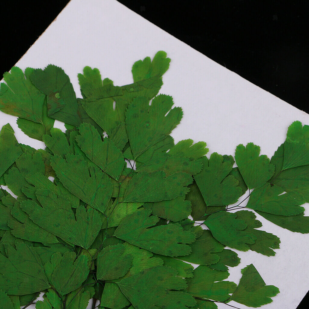 12Pcs Rock Fern Leaves Pressed Press Dried Flower Real Dried Flower Plant