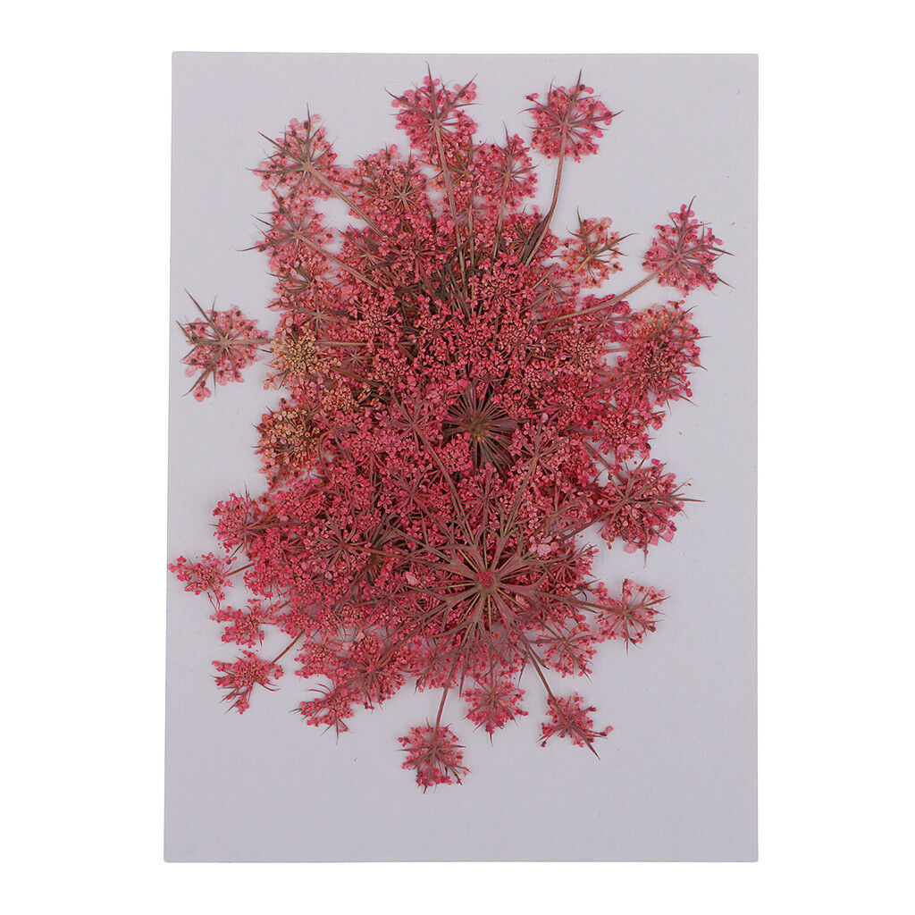 24x Pressed Dried Flower Real Carrot Flower for Candle Making Craft 4 Colors