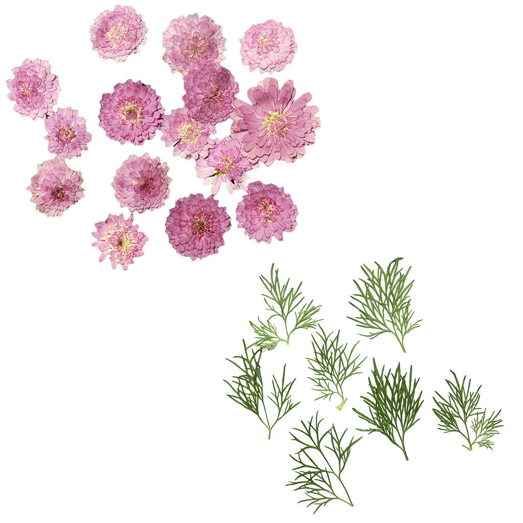 20 Dry Pressed Flower Leaves for Card Making