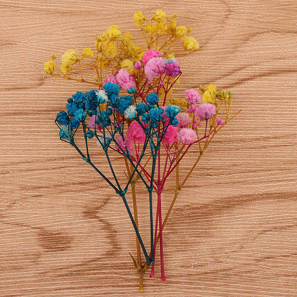 Pressed Leaves Natural Dried Flowers Scrapbooking Cards making Multi