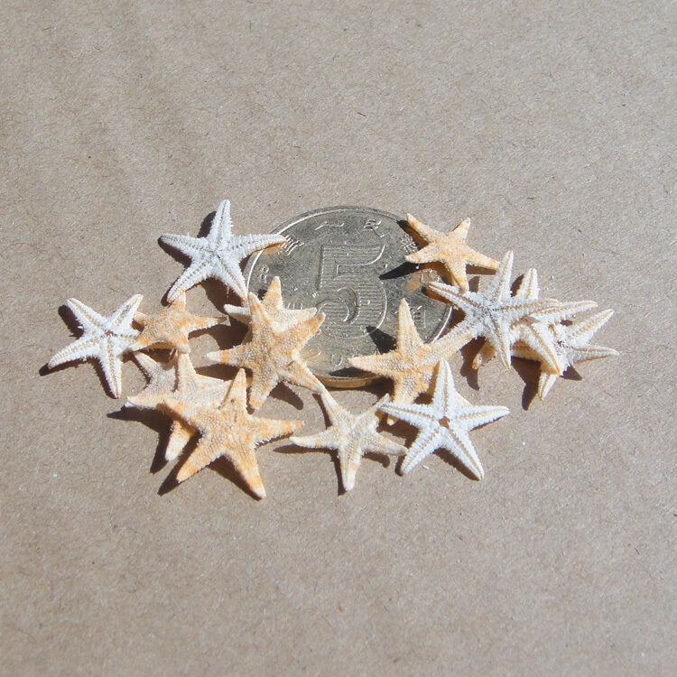 20 Cute  Small Mini Starfish Sea Star Shell Beach Deco Craft DIY Making 3cm-5cm