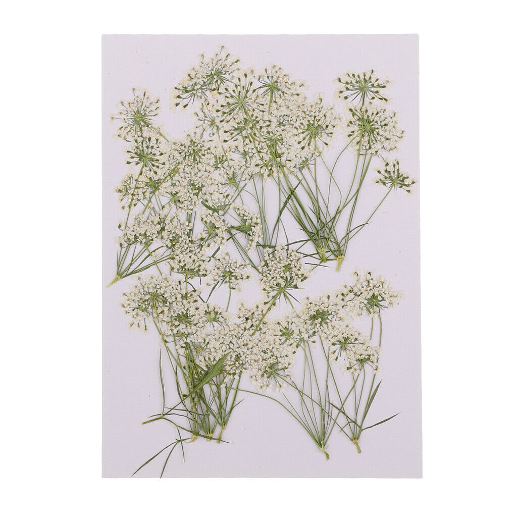 10x Dried Flowers Lace Flower For Scrapbooking Candle Facial Make Up Decors