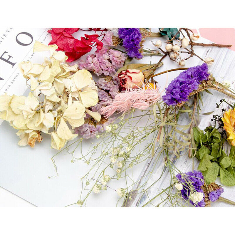 Random 1 Box Natural Dried Flower Dry Plants Real Flowers DIY Craft Acces.l8