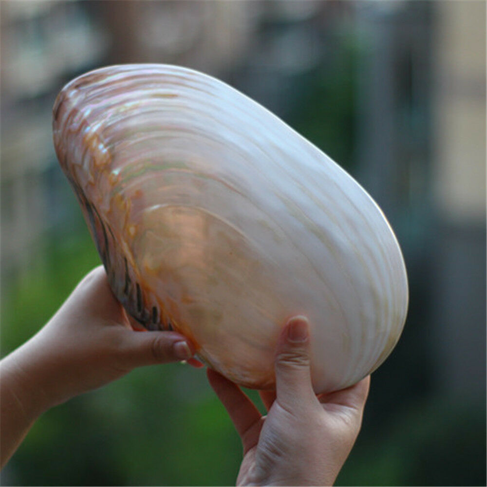 1 Piece Ultra Large Natural Mussel Shells 20-27 cm Seashells Nautical Decor