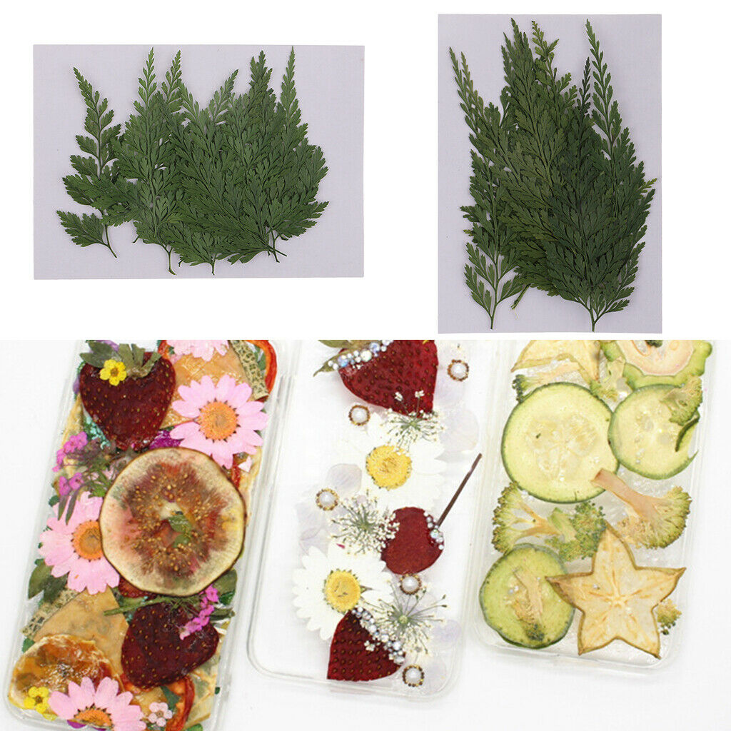 12 Pieces Natural Press Fern Leaves Pressed Real Dried Flower Dry Leaves for DIY