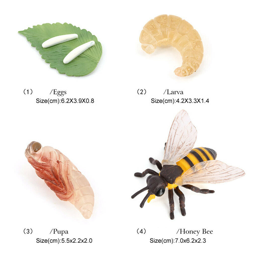 Lifelike Kids Insects Bee Growth Cycle Playset Cognitive Toys Role Play