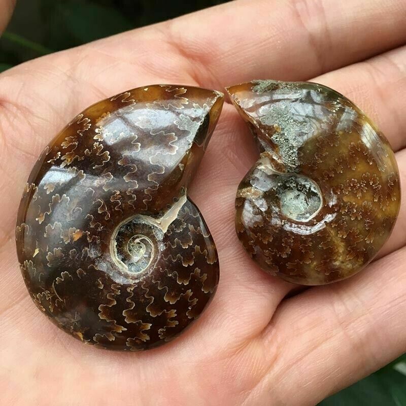 100% Natural Nautilus  Fossil Specimen Shell Healing Madagascar 30-40mm