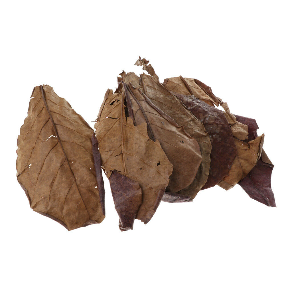 10pcs Betta Leaves Beneficial Clean Tool For Fish Tank Aquarium Cleaning