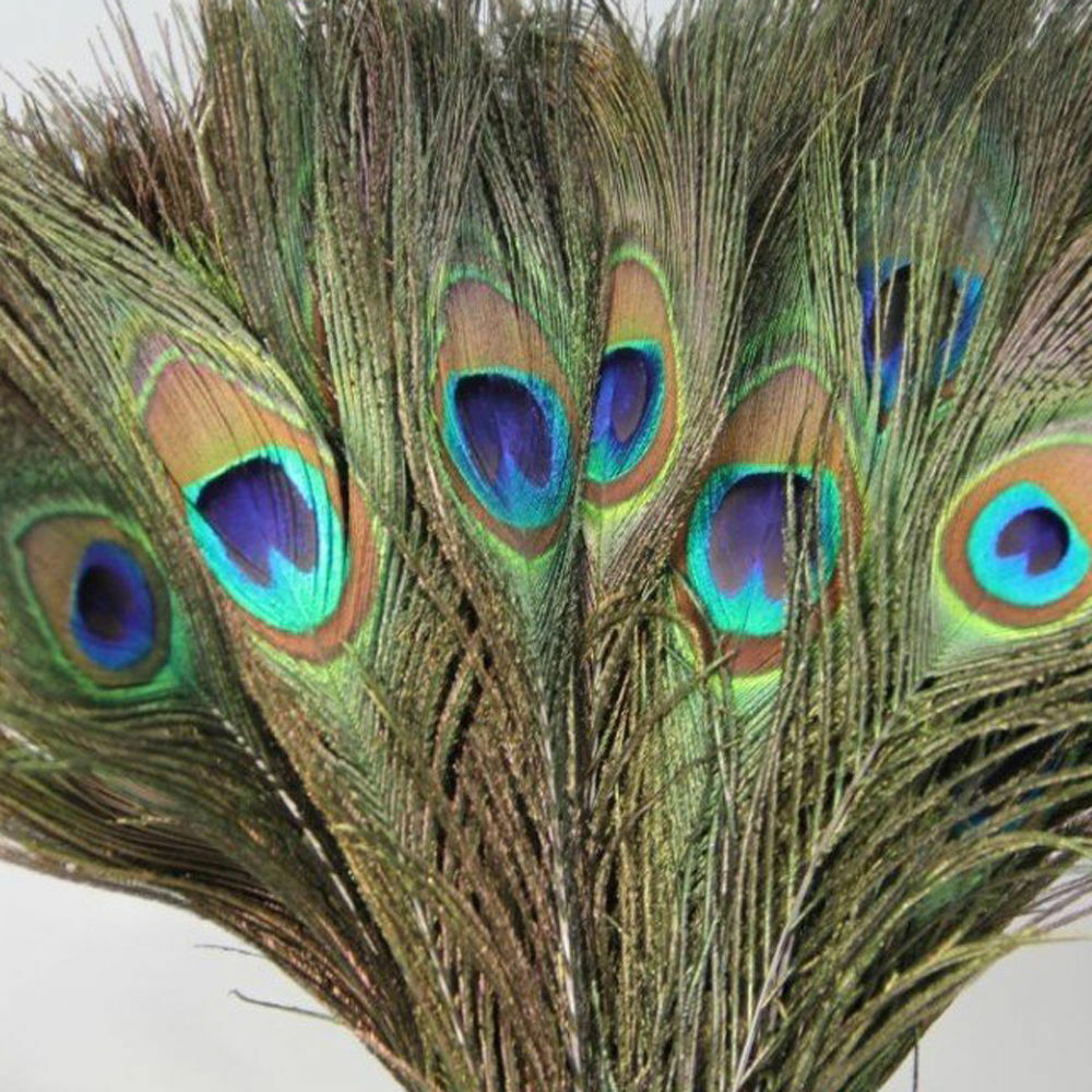 10pcs Beautiful Natural Peacock Tail Feathers 10-12inch For DIY Decoration US