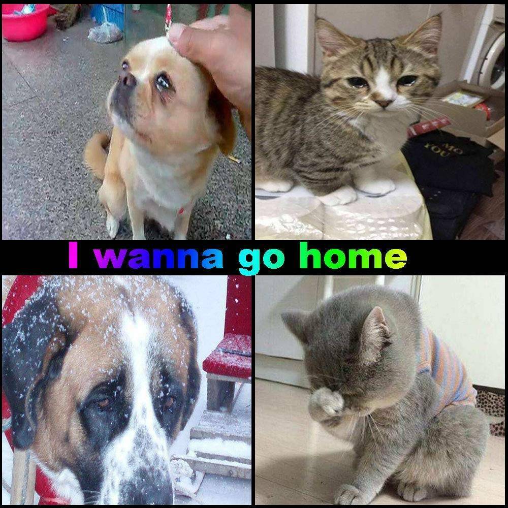 Pet Dog Cat Puppy Anti-Lost ID Tag Address Name Label Tag Barrel Tube Collar*2