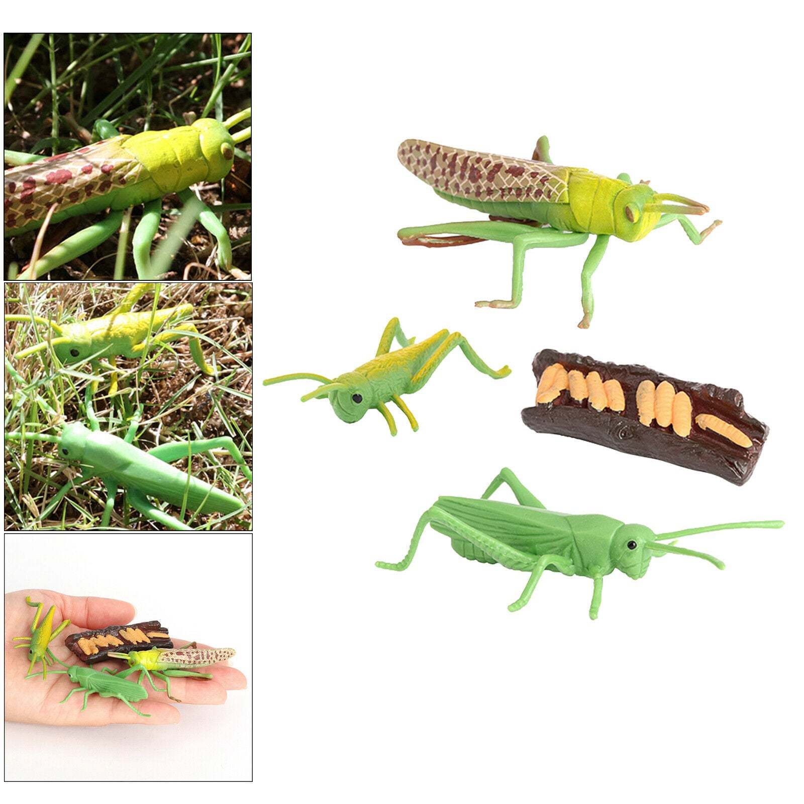 Plastic Nature Grasshopper Growth Figures Kids Child Learning Cognitive Toys