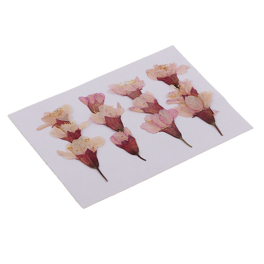 12 Pieces Natural Pressed Dried Flowers Sakura DIY Scrapbooking Arts Crafts