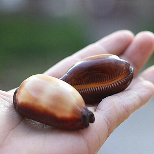 2Pcs Natural Mole Cowrie Conch Seashells Nautical Ornament Decor 5-6cm HH6984