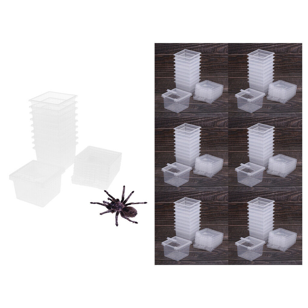 60pcs Reptile Lizards Feeding Box Turtle Feeding Box For Reptile Snakes