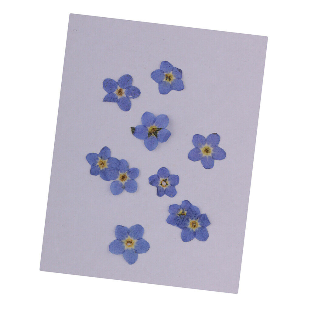 10x Natural   Pressed Dried Flowers for Scrapboking Arts Crafts