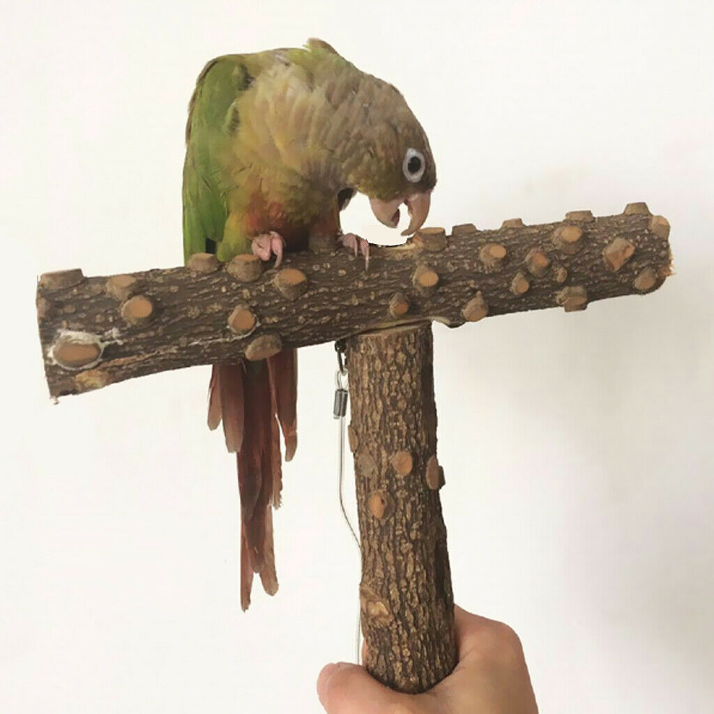 T-shape Wood Pet Parrot Perch Stand with Buckle, Outside/Cage Attachment