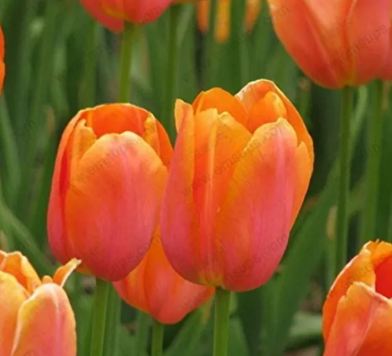 100Pcs Seeds Orange Tulips Flowers Perennial Beautiful Plant Home Garden