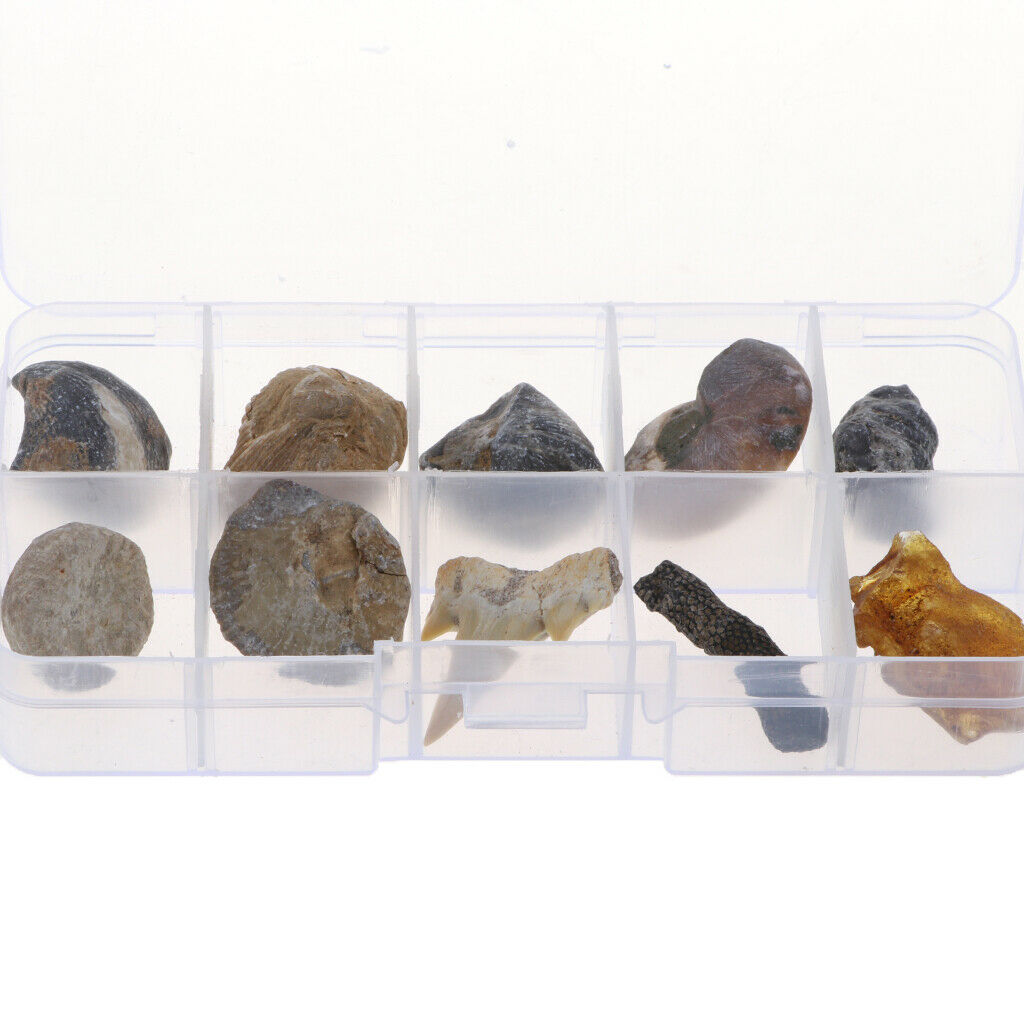 10Pcs Fossils Collection Kit w/ Display Box for Kids Early Biology Learning