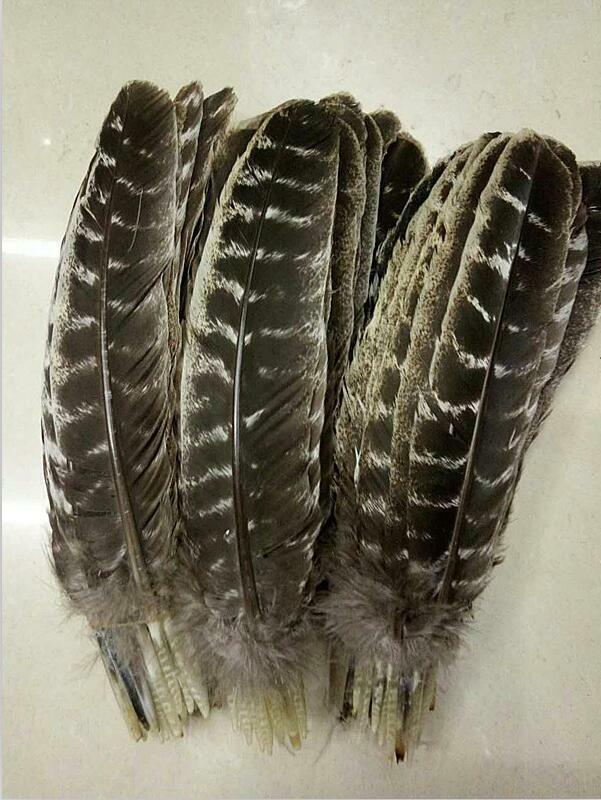 Wholesale New 20 pcs precious wild turkey tail feathers 8-10inch / 20-25 CM