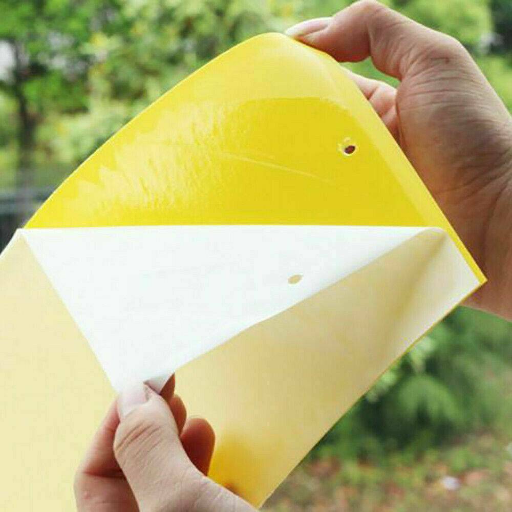 10x Sticky Fly Bug Wasp Insect - Poison Free Paper Traps Catchers Traps 10x15cm