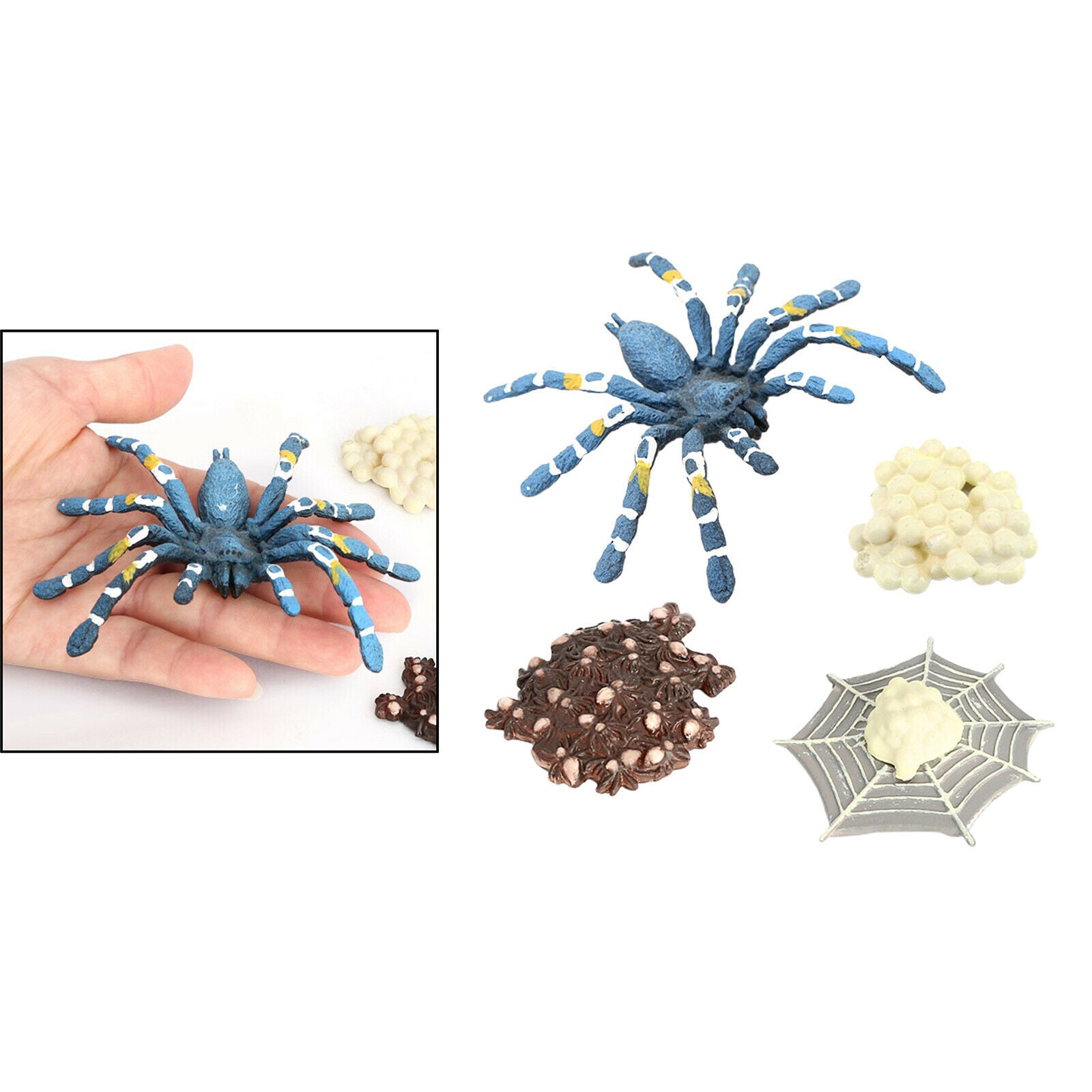 Lot of 4 Nature Bird Eating Spider Growth Cycle Child Learning Teaching Toys