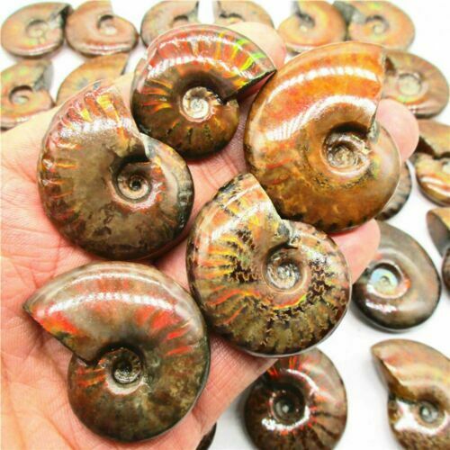 Natural Iridescent Ammonite Ammolite Facet Specimen Fossil Madagascar Stone