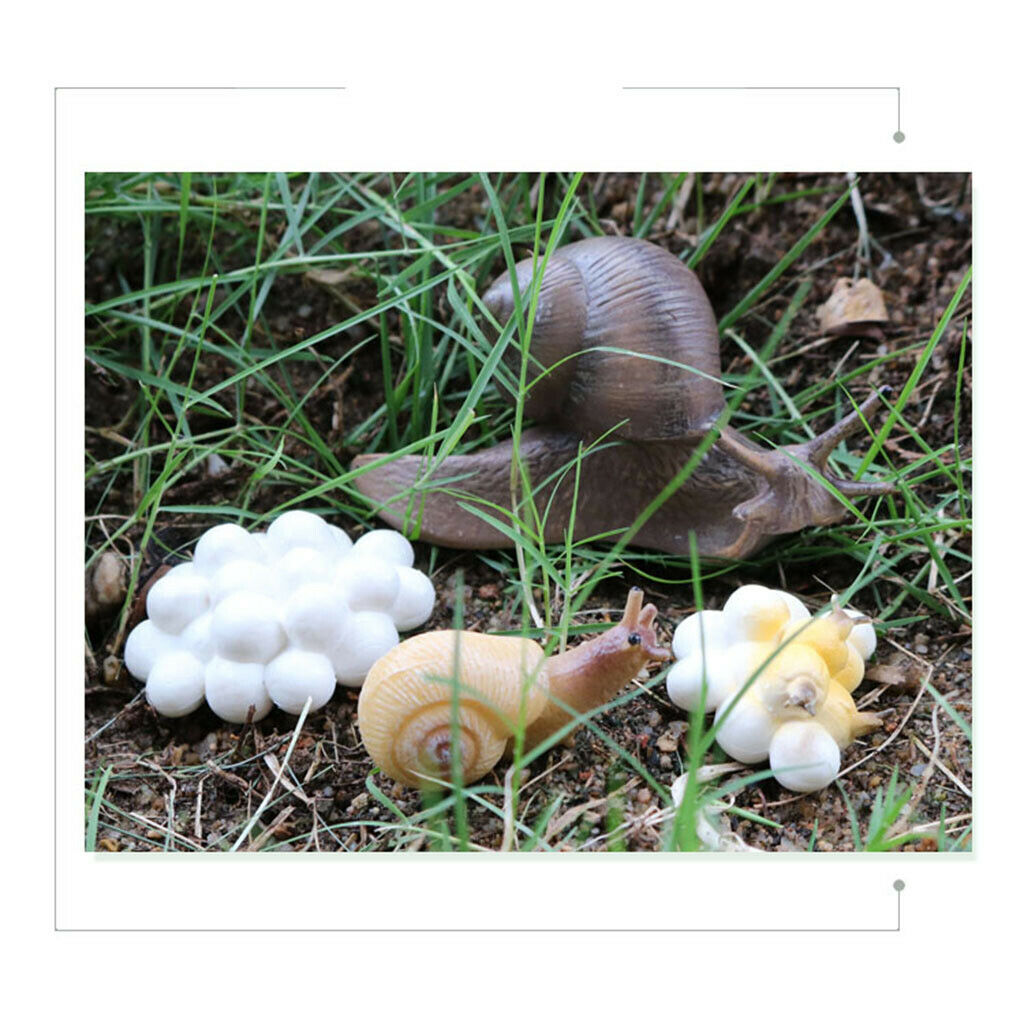 Simulation Snail Growth Life Cycle Child Educational Learning Cognitive Toys