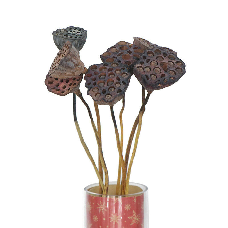 1Pc Lotus Natural Dried Flowers Farmhouse Bouquet Plant Branch Fall Decor.l8
