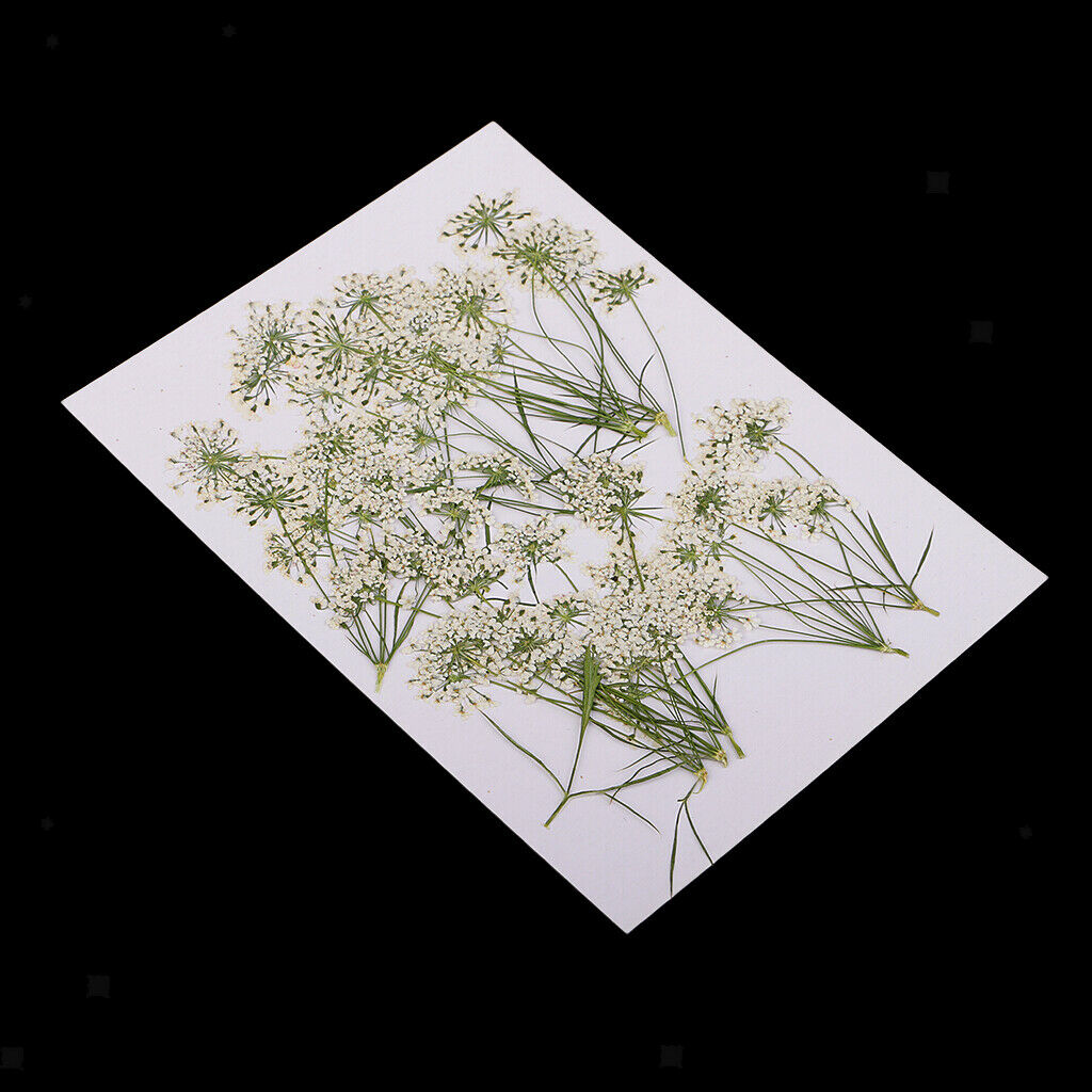 10x Flowers Pretty Pressed Lace Flower for Candle Soap Art Crafts Decors