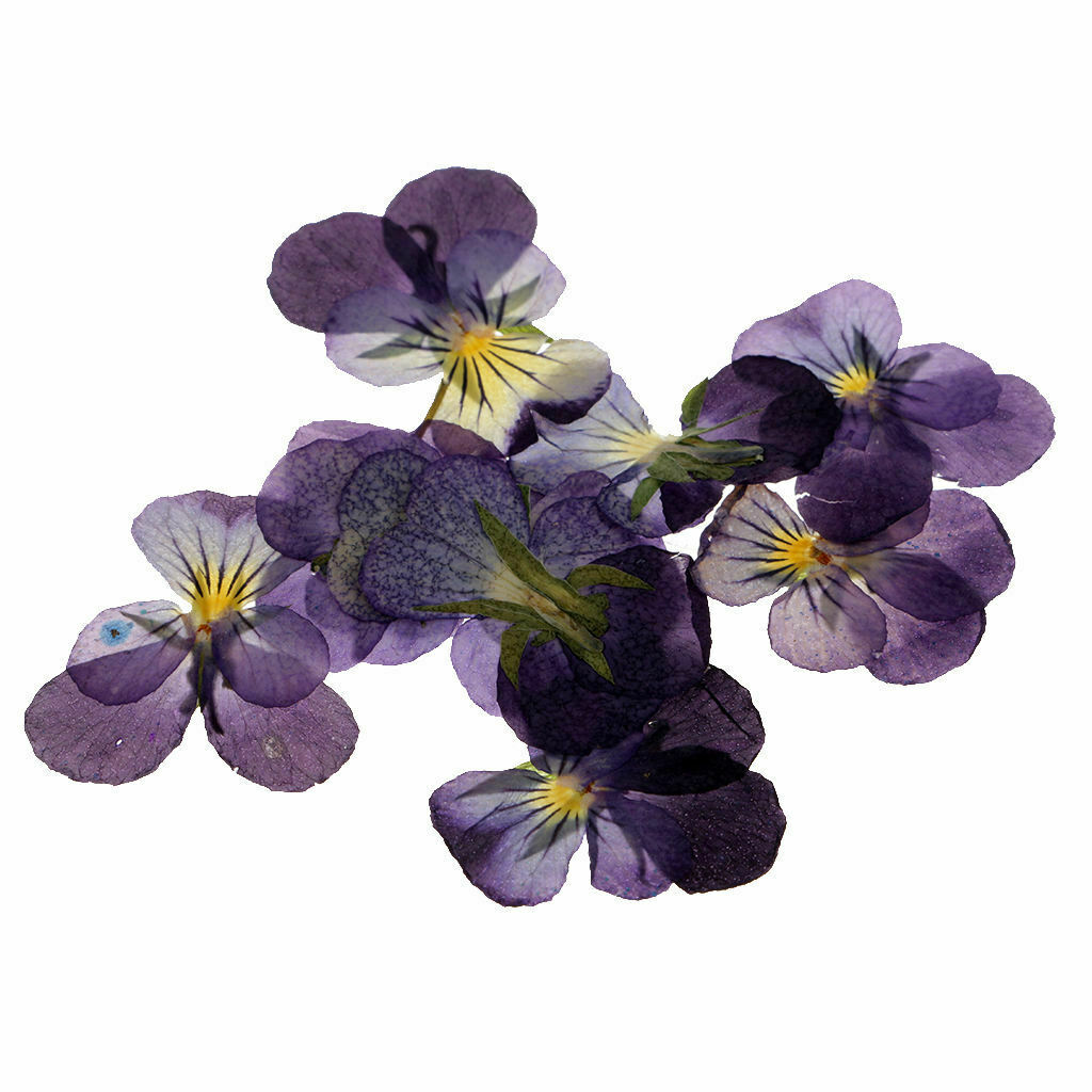 24Pcs Dried Pressed Flowers DIY Real Dried Flower Jewelry Making Specimen
