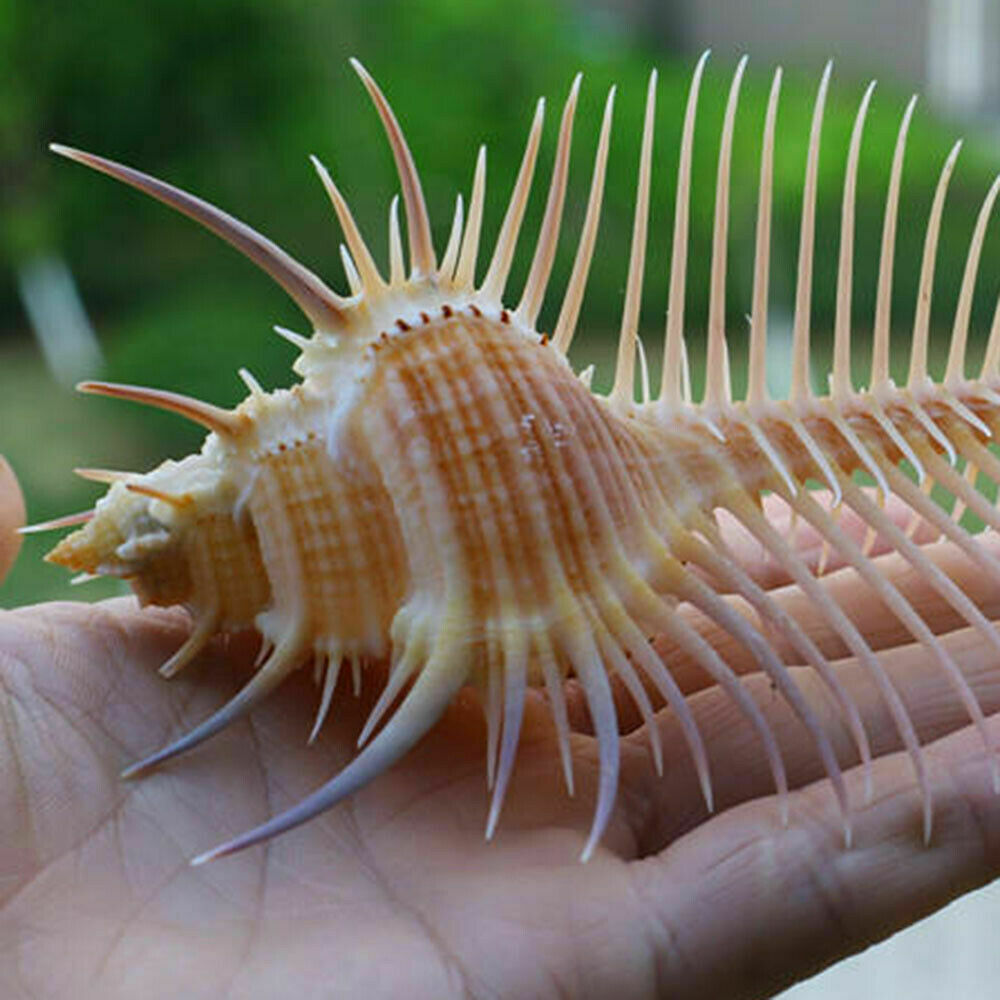 Natural Murex Pecten Shell Conch Coral Sea Snail Home Ornament Fish Tank Adorn