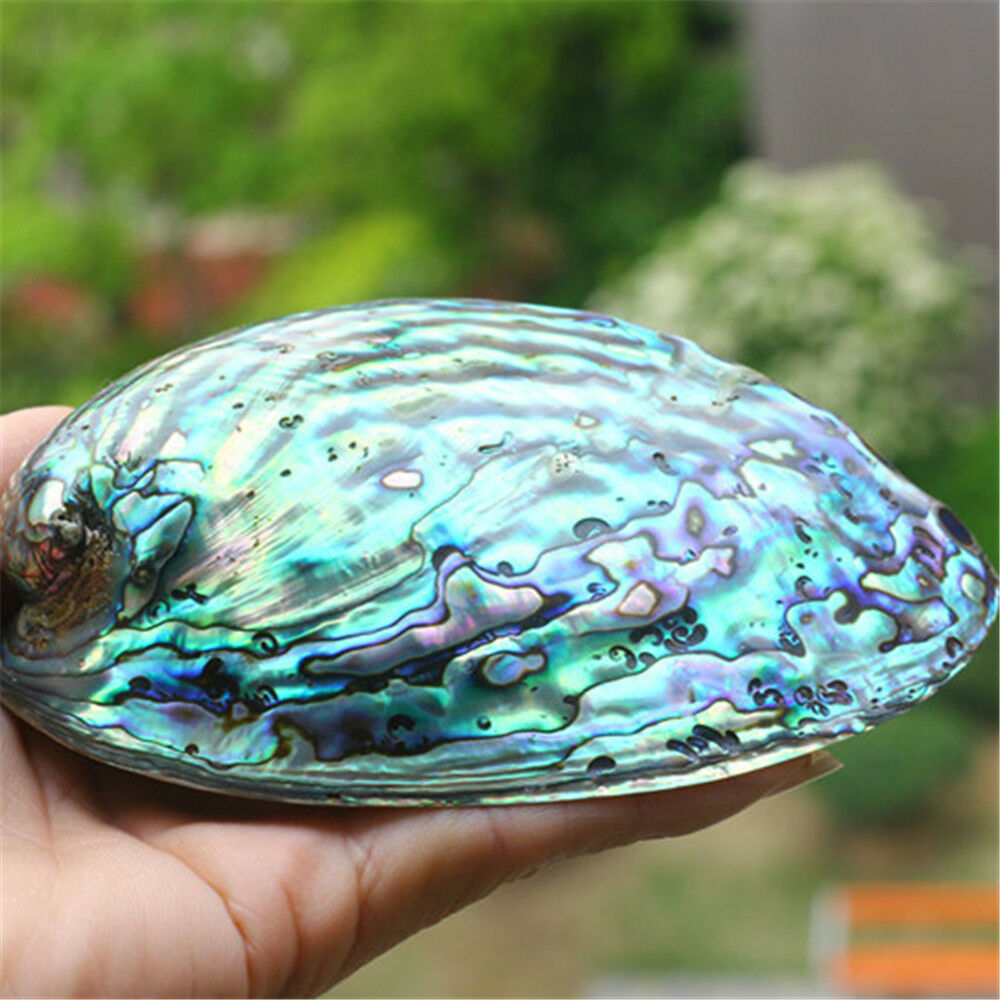1 Piece Natural Blue Abalone Shell 5" Seashells Shells Ornament Home Decoration