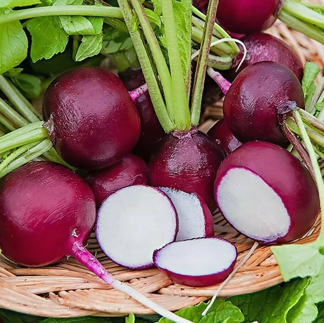 150 PCS Seeds Radish Violet Round Early  Organic Vegetables