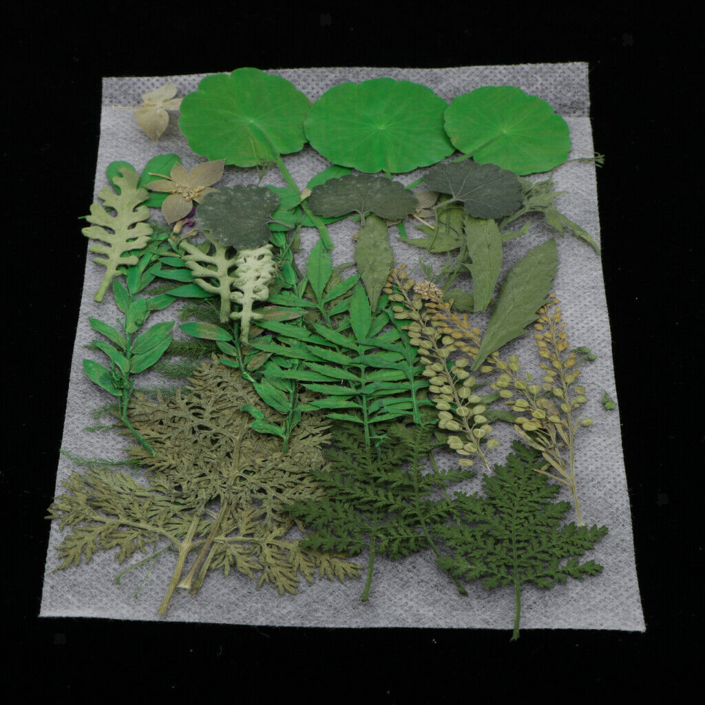 2pcs Real Dried Flowers Leaves DIY Scrapbooking Card Making Floral Crafts